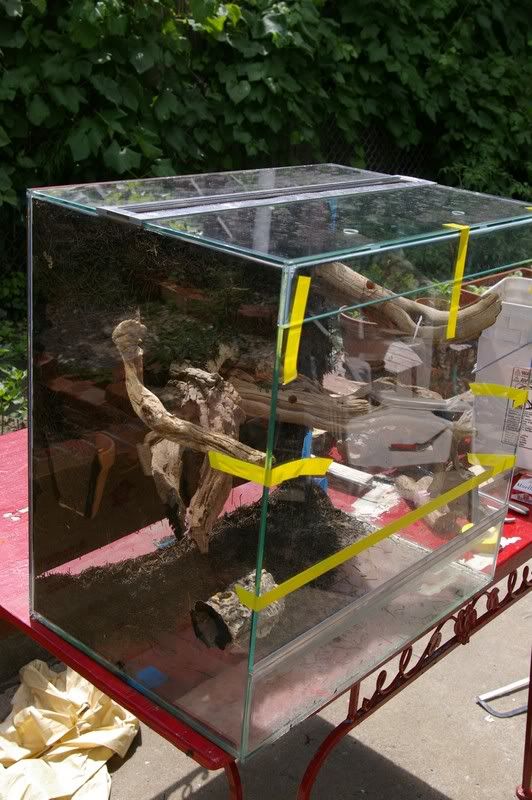 Custom 40 Gallon Vivarium ( finished ) Dendroboard